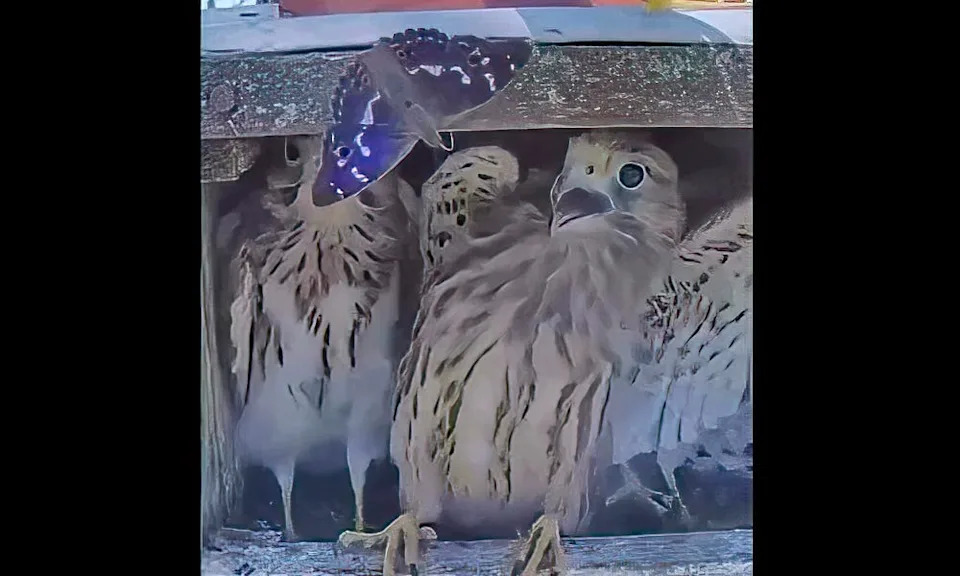 Baby hawks react to butterfly at nesting site.