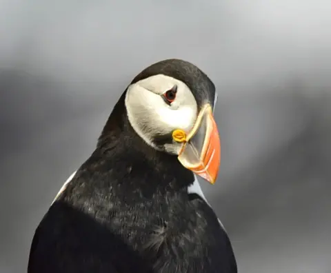 James Wyllie A close-up of a pensive-looking puffin from the neck up against a grey cliff which is blurred. The orange of its beak and eyes stands out against the black and white.