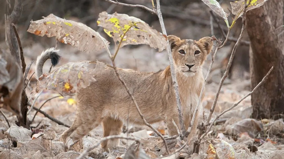 Lions at Gir National Park. - Robin C Hamilton