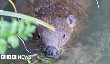 Beaver rescued near toilet block in Dorset returned to wild