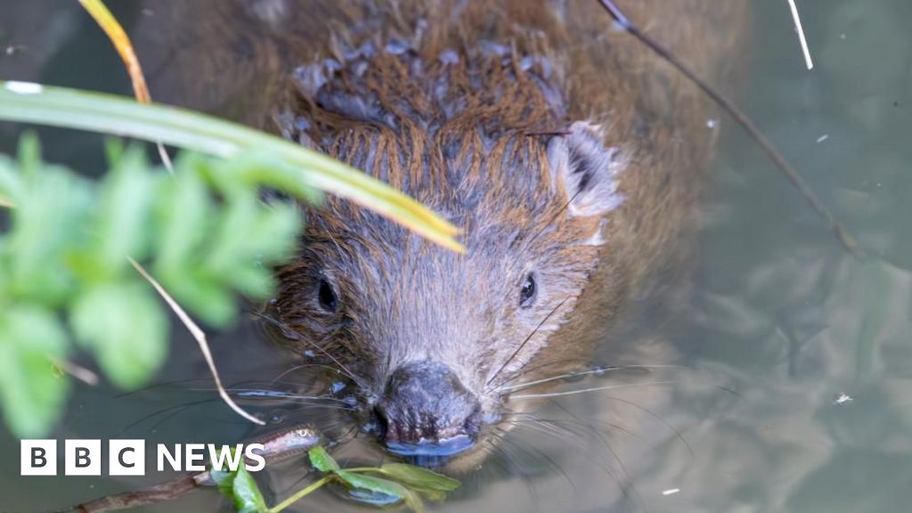 Beaver rescued near toilet block in Dorset returned to wild