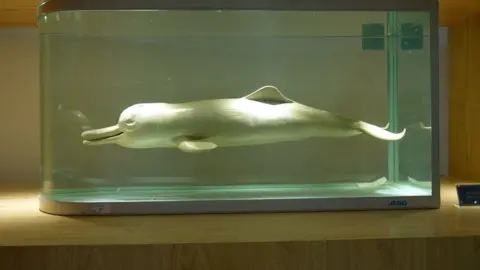 A Yangtze dolphin sits in a case at a museum