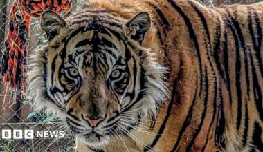 A close up of a Sumatran tigers looking directly at the camera. It has yellow eyes. It has orange fur and black stripes and a pink nose.