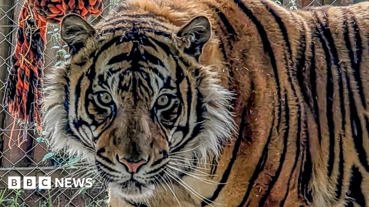A close up of a Sumatran tigers looking directly at the camera. It has yellow eyes. It has orange fur and black stripes and a pink nose.