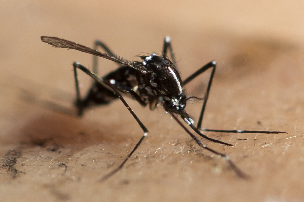 mosquito