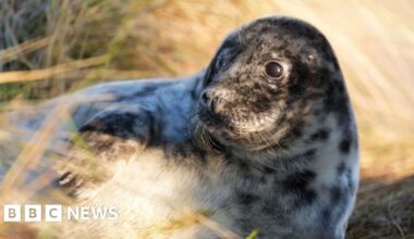 Public urged to stay away from seals off Jersey