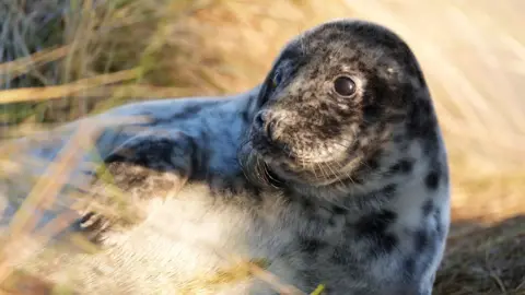 PA Media A picture of a seal lying down on a piece of grass. It is a grey seal with a pattern on its face and body. 