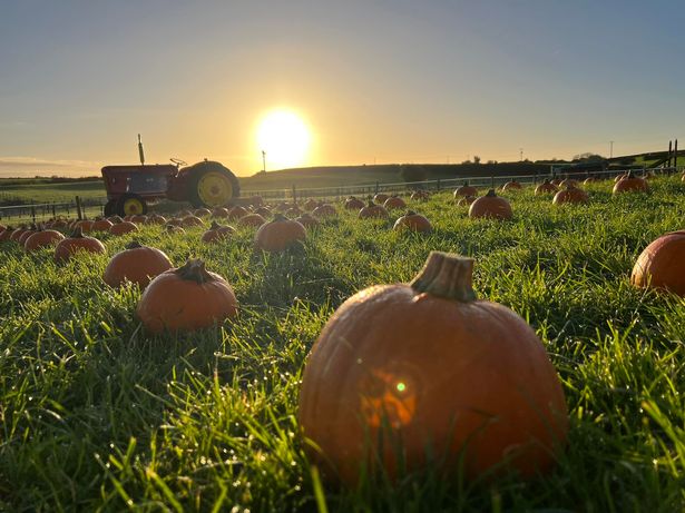Pumpkin Patch at Streamvale Farm