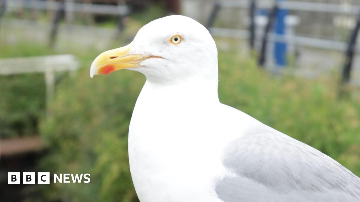 A generic close up picture of a seagull