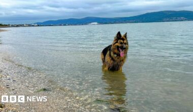 A long-haired tan and brown German Shepherd type dog is standing in the sea with its pink tongue hanging out as it cools down. The beach has pebbles and stones on it and there are mountains in the background.