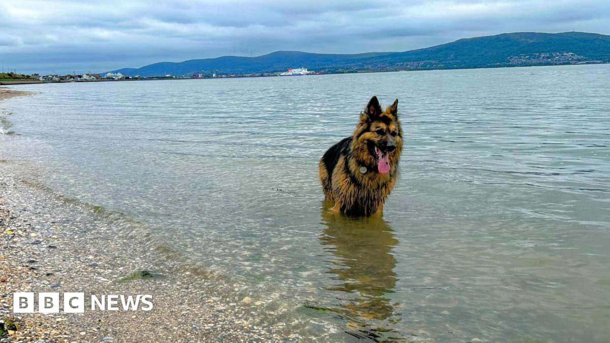 A long-haired tan and brown German Shepherd type dog is standing in the sea with its pink tongue hanging out as it cools down. The beach has pebbles and stones on it and there are mountains in the background.