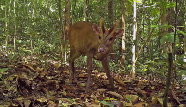 Brunei built Southeast Asia’s longest bridge. What does this mean for wildlife?