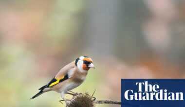 Light pollution causes urban birds to stay awake longer each day, study finds | Birds