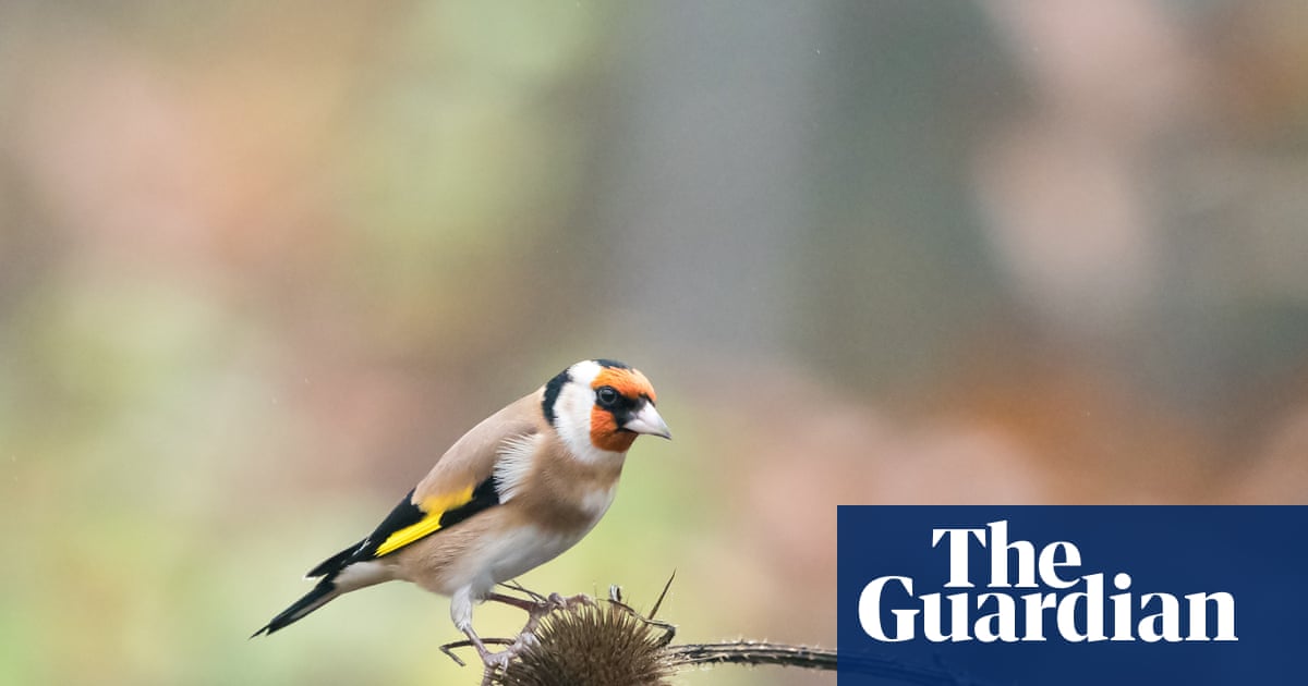 Light pollution causes urban birds to stay awake longer each day, study finds | Birds