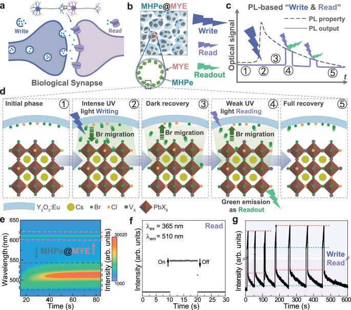 Smart phosphor with neuromorphic behaviors enabling full-photoluminescent Write and Read for all-optical physical reservoir computing