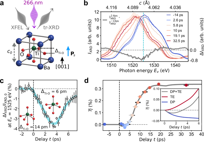 Ultrafast decoupling of polarization and strain in ferroelectric BaTiO3