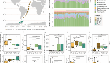 Organic matter degradation by oceanic fungi differs between polar and non-polar waters