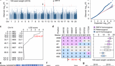 Natural allelic variation in SW14 determines seed weight and quality in soybean
