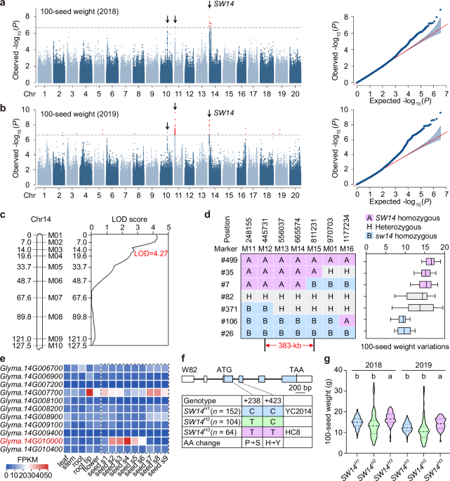 Natural allelic variation in SW14 determines seed weight and quality in soybean
