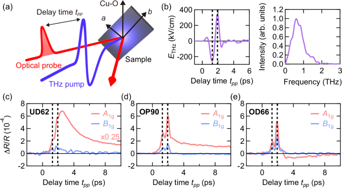 Distinct terahertz nonlinear and Raman responses in cuprate superconductors Bi2Sr2CaCu2O8+x
