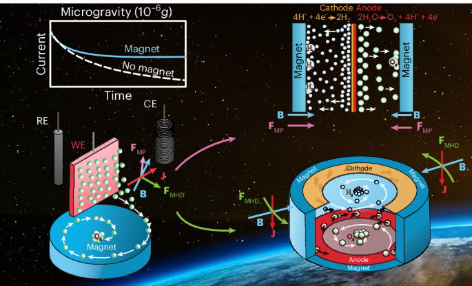 Magnetically induced convection enhances water electrolysis in microgravity