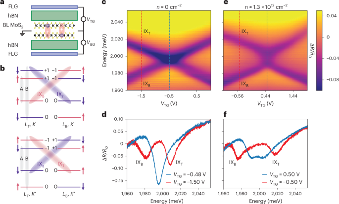 Optical signatures of interlayer electron coherence in a bilayer semiconductor