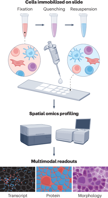 Imaging-based multimodal profiling of single cells with STAMP