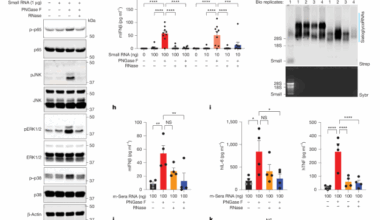 RNA N-glycosylation enables immune evasion and homeostatic efferocytosis
