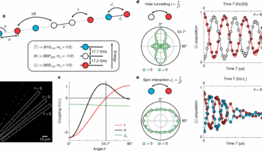 Realization of a doped quantum antiferromagnet in a Rydberg tweezer array