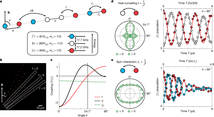 Realization of a doped quantum antiferromagnet in a Rydberg tweezer array