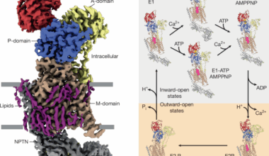 Molecular mechanism of ultrafast transport by plasma membrane Ca2+-ATPases