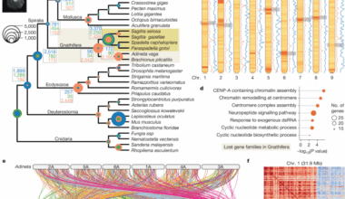 The genomic origin of the unique chaetognath body plan