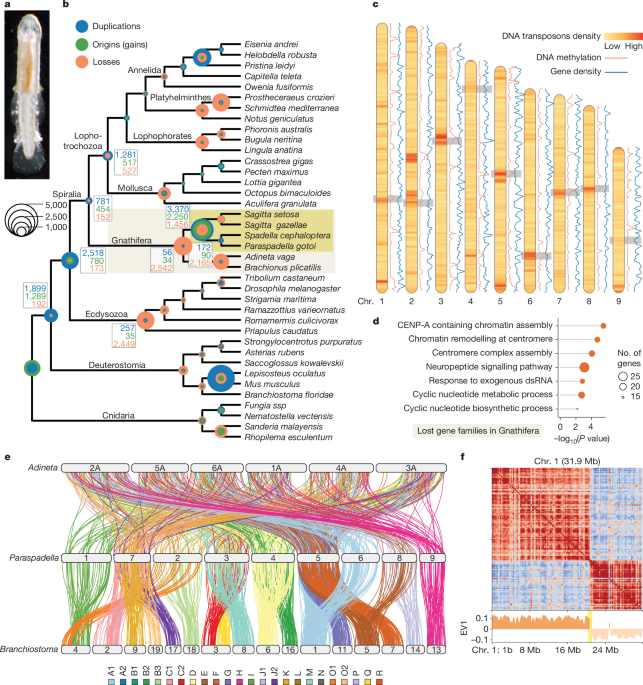 The genomic origin of the unique chaetognath body plan