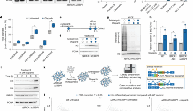 NASP modulates histone turnover to drive PARP inhibitor resistance