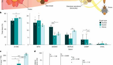 Engineered yeast provides rare but essential pollen sterols for honeybees
