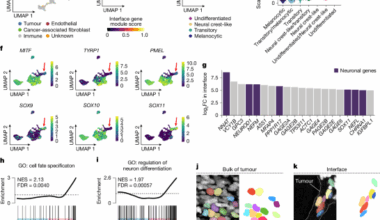 Mechanical confinement governs phenotypic plasticity in melanoma
