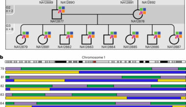 The Platinum Pedigree: a long-read benchmark for genetic variants