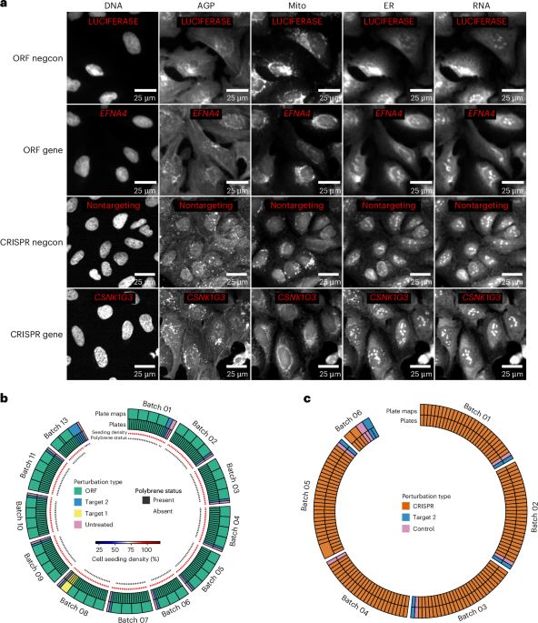 Morphological map of under- and overexpression of genes in human cells