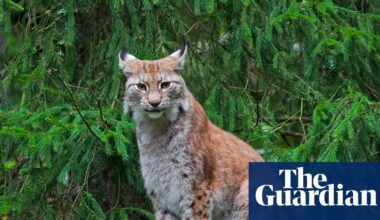 Danish zoo asks pet owners to donate rabbits and horses to feed its predators | Denmark