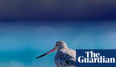 Which way will the wind blow? Decision day looms for planned windfarm on Tasmania’s Robbins Island | Energy