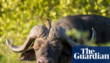 US hunter reportedly killed by buffalo during expedition in South Africa | South Africa