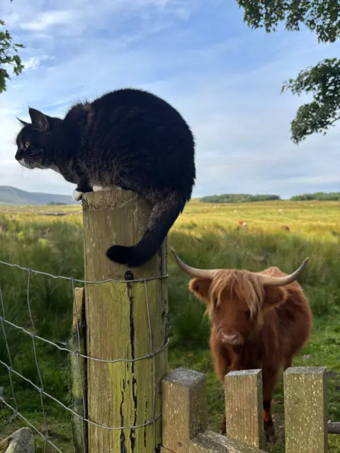 Jen Trayner Princess Leia, an almost black cat, perches on a wooden fence post, her tail hanging down, looking over an interested cow in the field beyond. Its lovely light brown coat contrasts against the green grass.