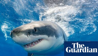 Toothless sharks? Ocean acidification could erode predator’s vital weapon, study finds | Ocean acidification