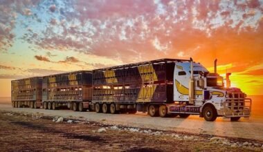 Weekly genetics review: Planning the transport of bulls to minimise risk of impacts on fertility