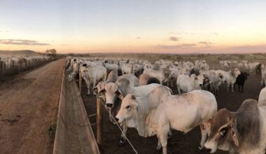 Brazilian beef glut set to hit UK and EU markets