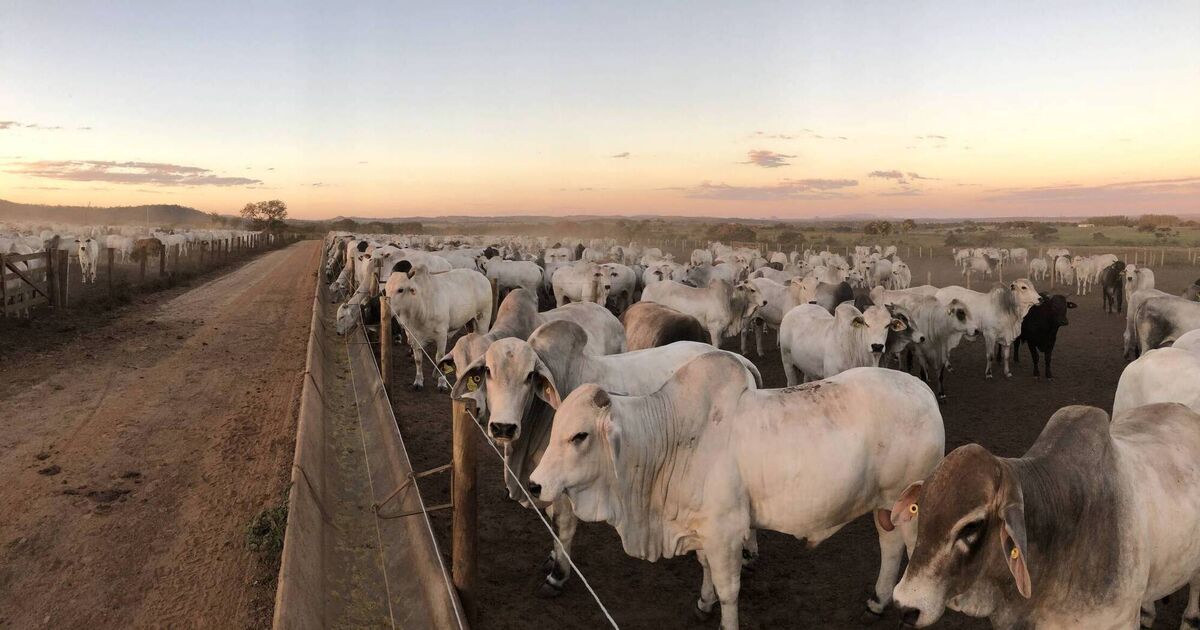 Brazilian beef glut set to hit UK and EU markets