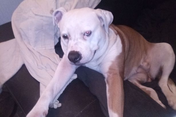 A destruction order was made for Stella the American bulldog