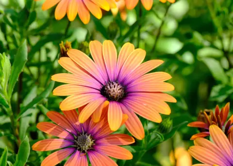 Steven McIvor A clear close-up of some Osteospermum, also called 'purple sun' African Daisies, a lovely flower with purple centres, turning to a bright pinky orange on the edges. 