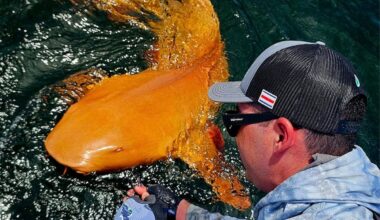 Extremely rare orange shark discovered off Costa Rica