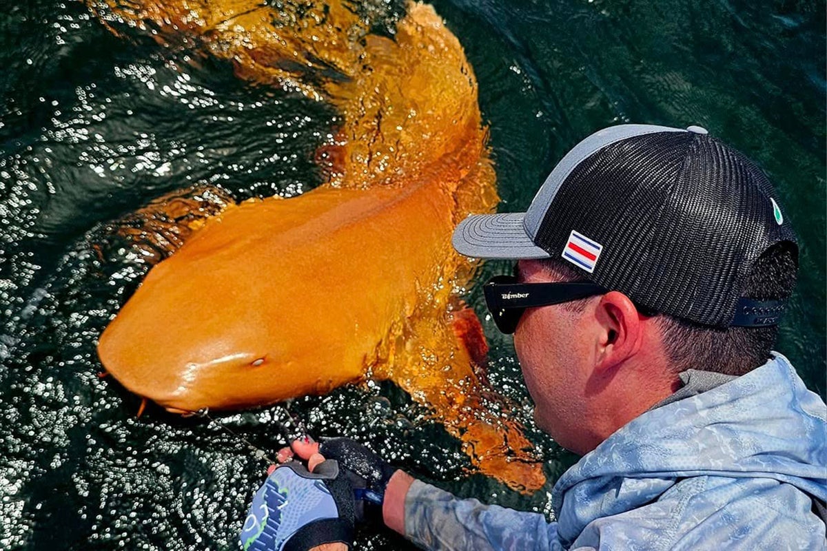 Extremely rare orange shark discovered off Costa Rica